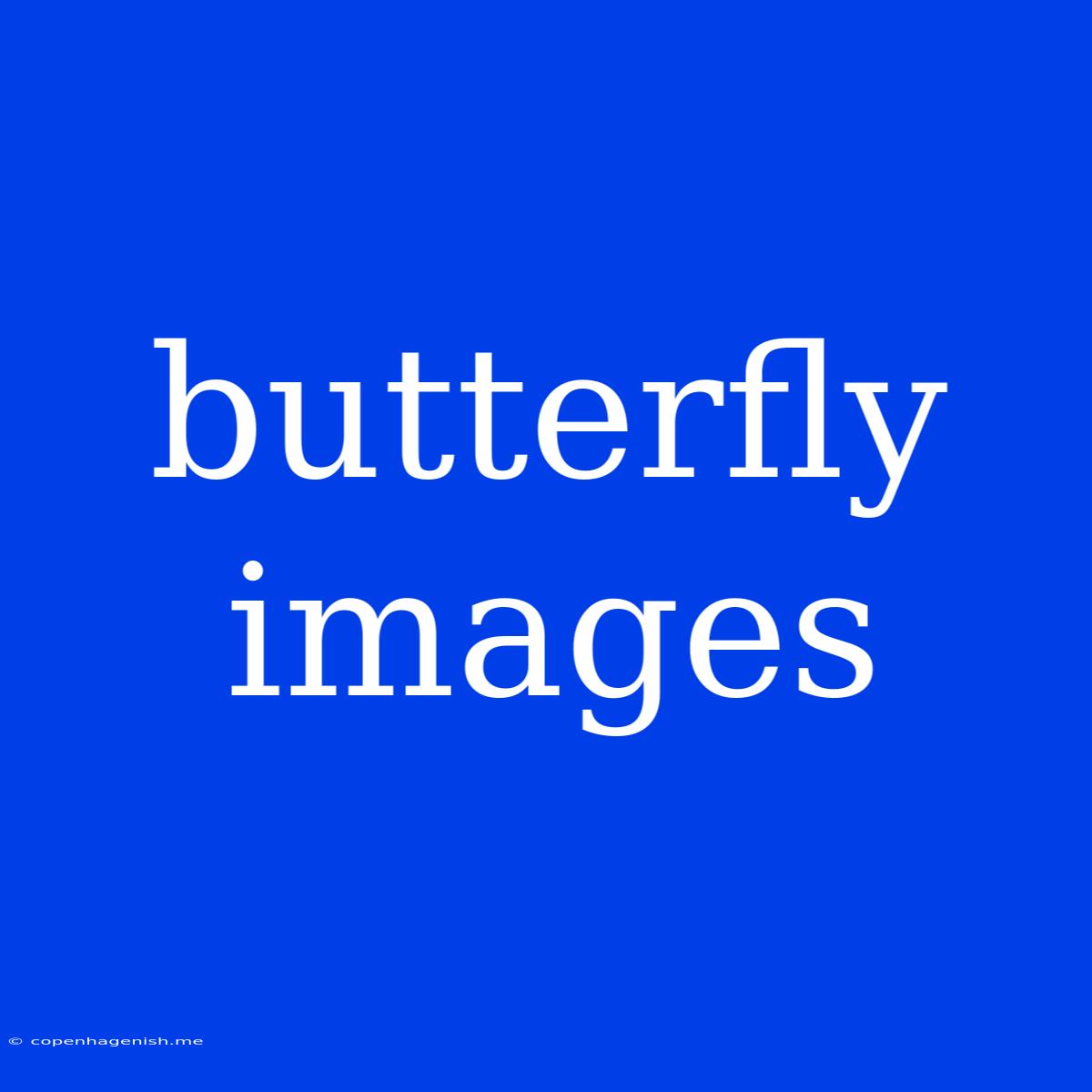 Butterfly Images