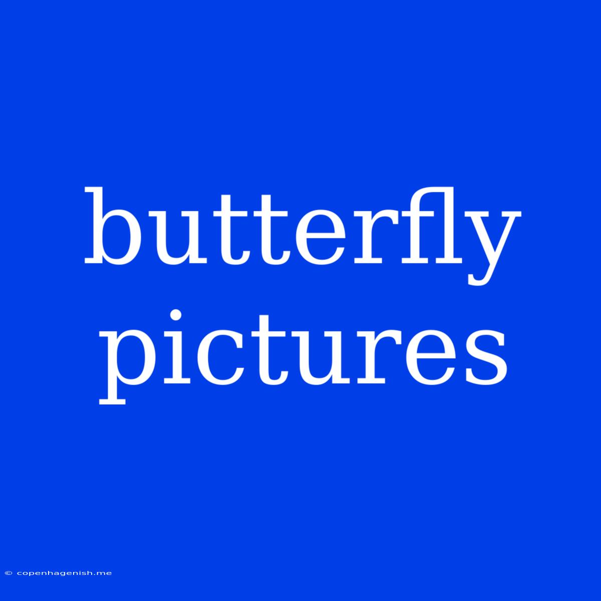 Butterfly Pictures