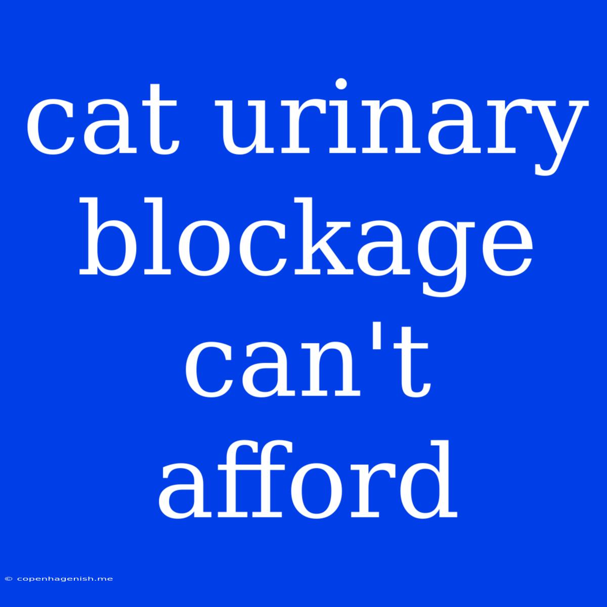 Cat Urinary Blockage Can't Afford