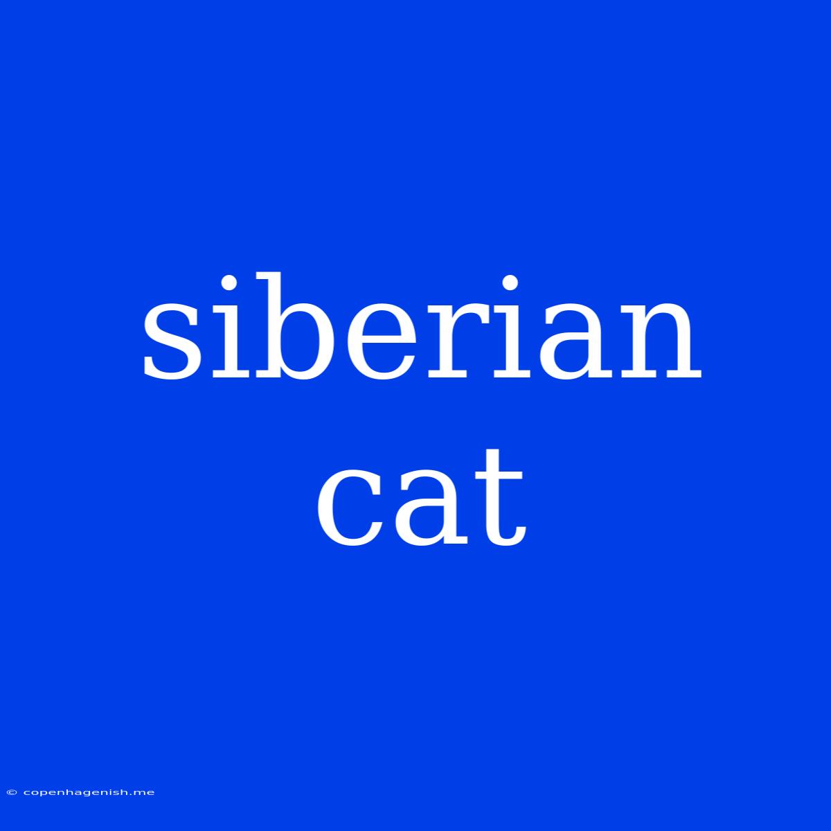 Siberian Cat