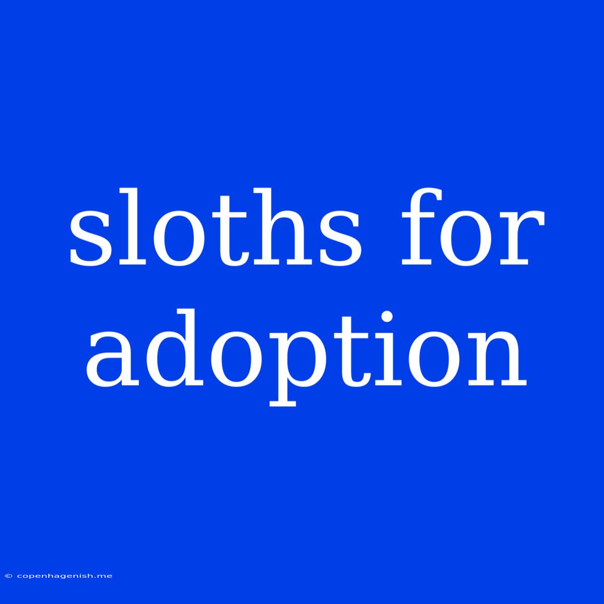 Sloths For Adoption