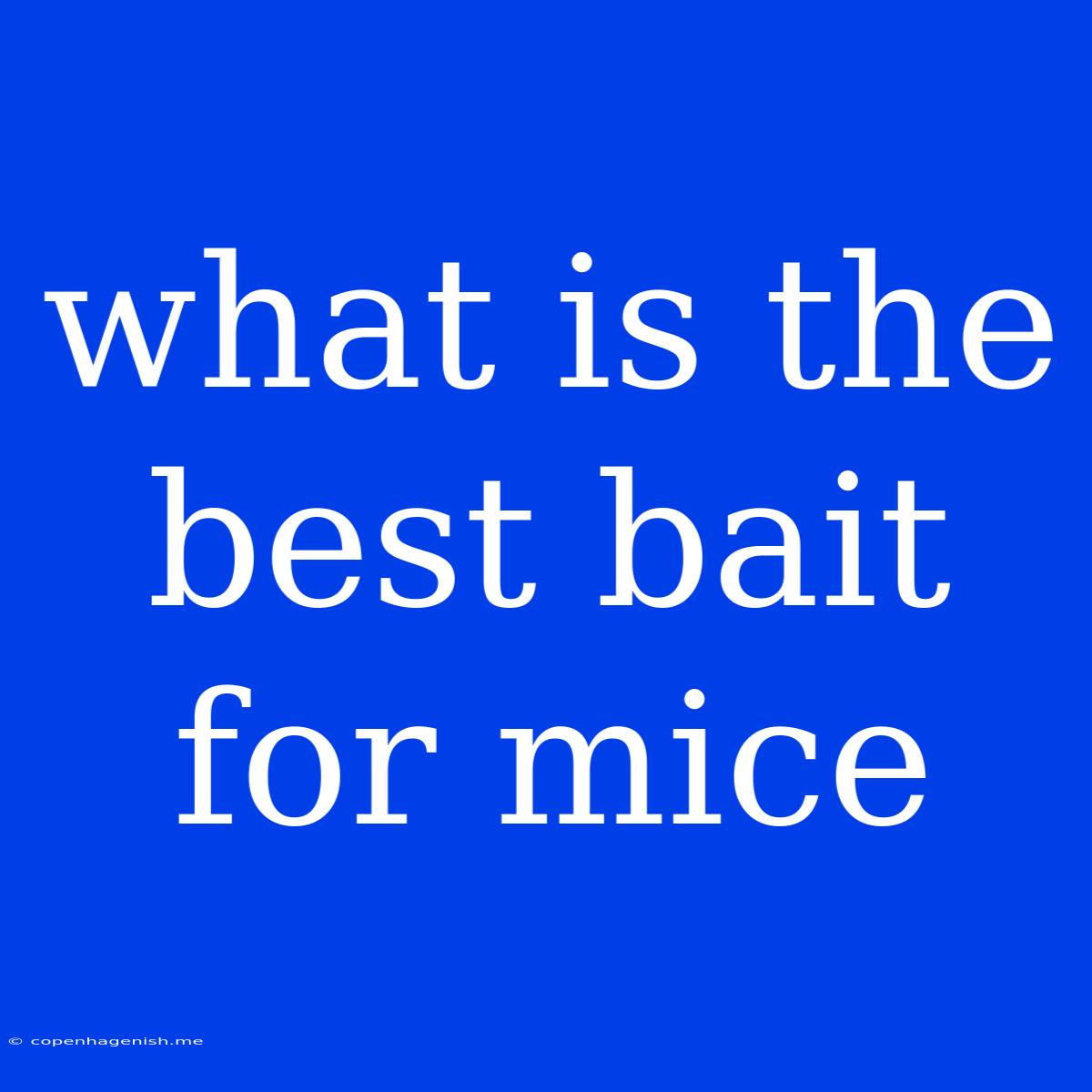 What Is The Best Bait For Mice