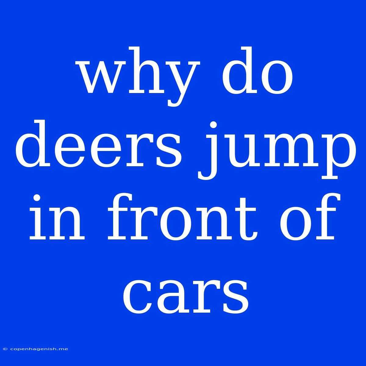 Why Do Deers Jump In Front Of Cars