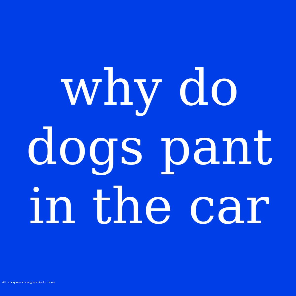 Why Do Dogs Pant In The Car