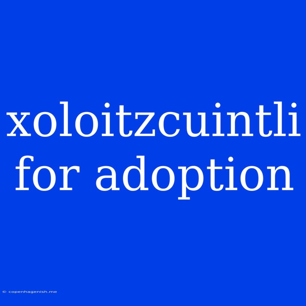 Xoloitzcuintli For Adoption